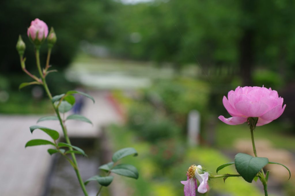 Two pink flowers are in a vase on a table
