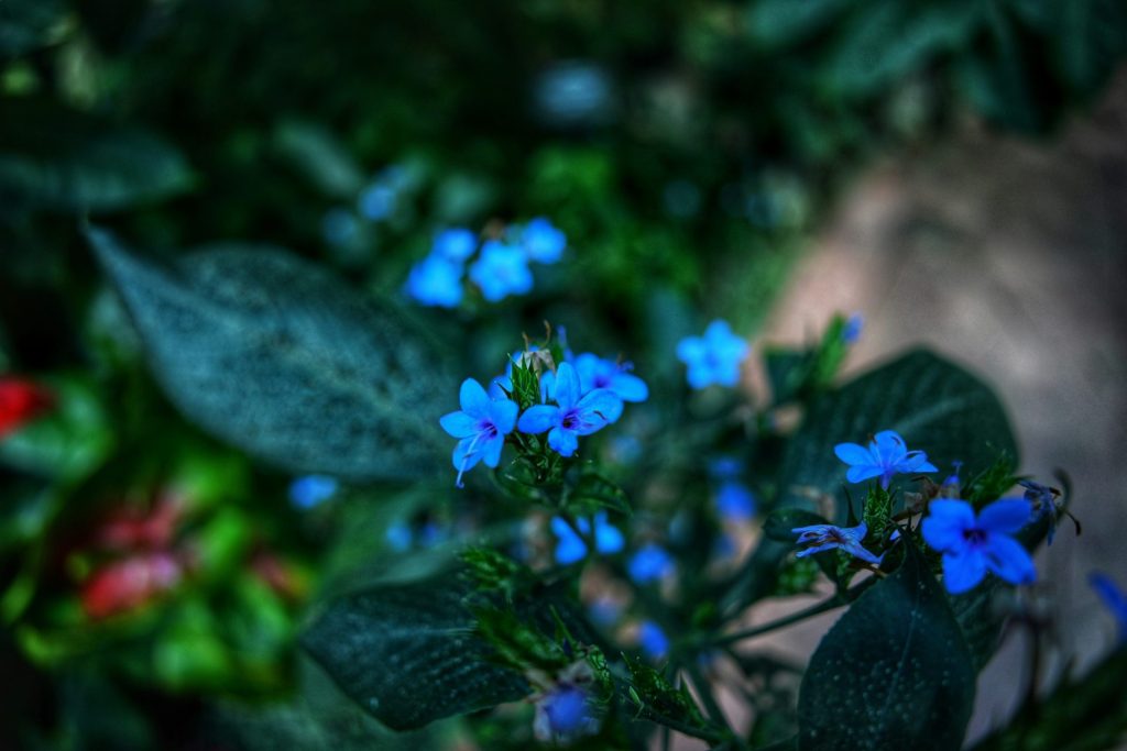 a group of blue flowers sitting on top of green leaves